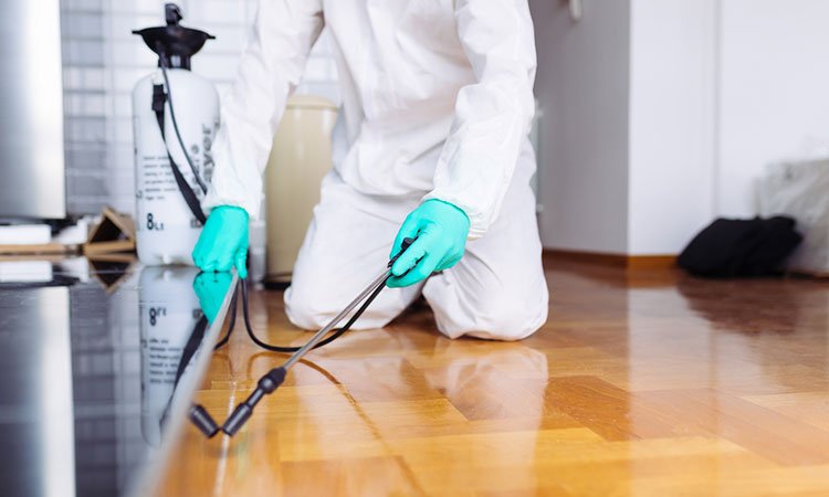 شركة مكافحة حشرات برجال المع